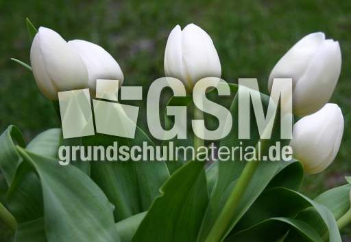 weisse-Tulpen.jpg